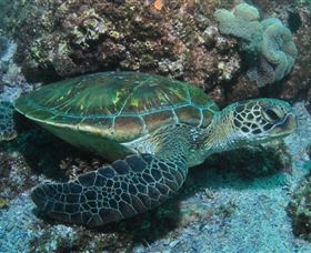 Flat Rock Dive Site - Accommodation ACT 1