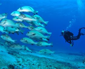 Flat Rock Dive Site - Accommodation ACT 3