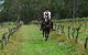 Port Macquarie Horse Riding Centre - thumb 1