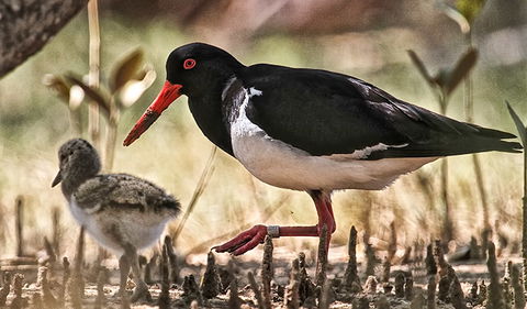 Brunswick Heads Nature Reserve - Accommodation ACT 2