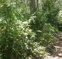 Bridle trail - Accommodation ACT