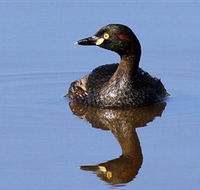 Panboola Wetlands - Accommodation ACT