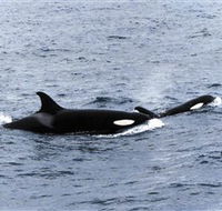 Killer Whale Trail - Accommodation ACT