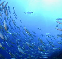 Cape Byron Marine Park - Accommodation ACT