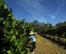 Cullen Wines - Accommodation ACT 1