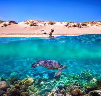 Snorkel the Ningaloo Reef - Accommodation ACT