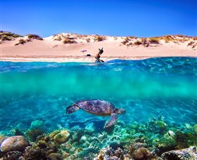 Snorkel The Ningaloo Reef - Accommodation ACT 0