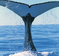 Humpback Whales - Accommodation ACT