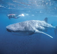 Swim with the Whale Sharks - Accommodation ACT