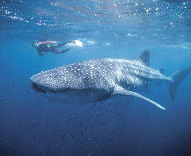 Swim With The Whale Sharks - Accommodation ACT 0