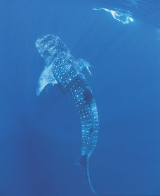 Swim With The Whale Sharks - Accommodation ACT 1
