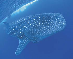 Swim With The Whale Sharks - Accommodation ACT 3