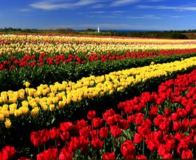 Table Cape - Accommodation ACT 2