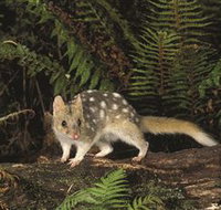 Tarkine Forest Reserve - Accommodation ACT