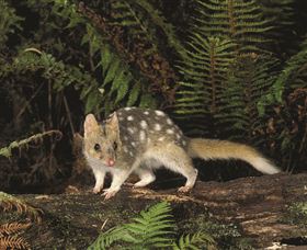 Tarkine Forest Reserve - Accommodation ACT 0