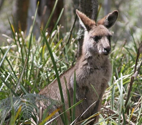 Blue Mountains Guides - Accommodation ACT 0