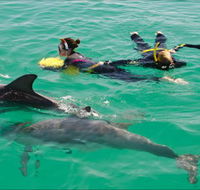 Rockingham Wild Encounters - Swim with Wild Dolphins - Accommodation ACT