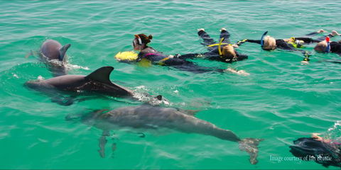 Rockingham Wild Encounters - Swim With Wild Dolphins - Accommodation ACT 2
