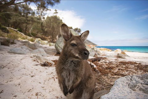 Nullarbor Traveller - Accommodation ACT 27