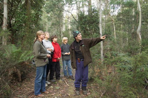 Great Western Tiers Forest Walks Tasmania - Accommodation ACT 1