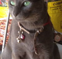 Pets and Saddles - Accommodation ACT