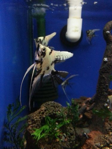Tropical Marine Centre - Accommodation ACT 3