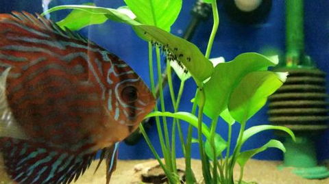 Tropical Marine Centre - Accommodation ACT 4
