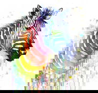 Rainbow Zebra - 65 Northbourne 7.30-9.30pm - Accommodation ACT
