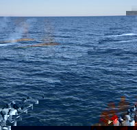 Blue Whale Perth Canyon Expedition - Accommodation ACT