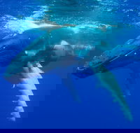Dunsborough Whale Watching Eco Tour - Accommodation ACT