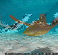 Turtle Eco Adventure Tour in Exmouth - Accommodation ACT