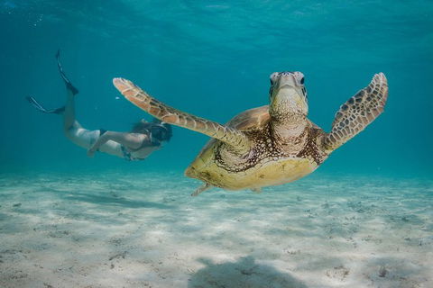 Turtle Eco Adventure Tour In Exmouth - Accommodation ACT 0