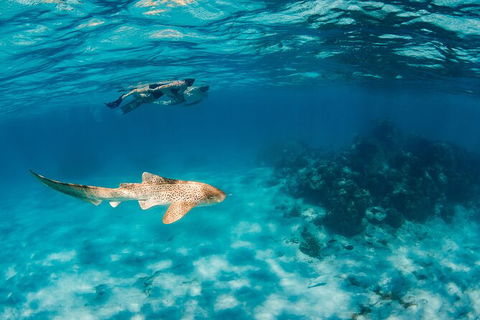 Turtle Eco Adventure Tour In Exmouth - Accommodation ACT 5