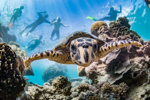 Turtle Eco Adventure Tour In Exmouth - Accommodation ACT 2