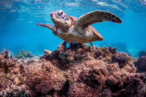 Turtle Eco Adventure Tour In Exmouth - Accommodation ACT 3