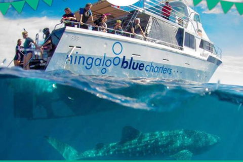 Swim With Whale Sharks- The Largest Fish In The World! - Accommodation ACT 1