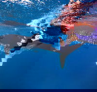 Swim with Whale Sharks- the largest fish in the world - Accommodation ACT