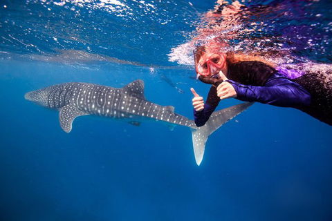 Swim With Whale Sharks- The Largest Fish In The World! - Accommodation ACT 0