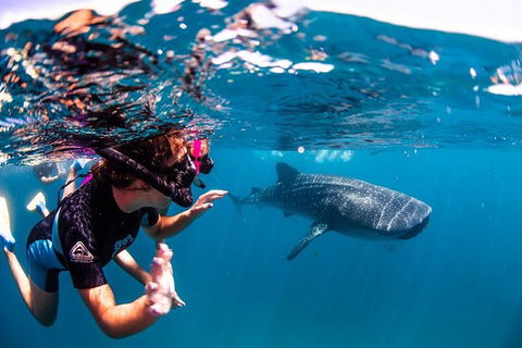 Swim With Whale Sharks- The Largest Fish In The World! - Accommodation ACT 20