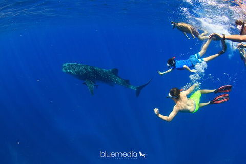 Swim With Whale Sharks- The Largest Fish In The World! - Accommodation ACT 36