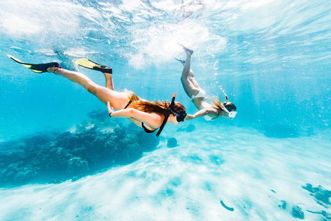 Swim With Whale Sharks- The Largest Fish In The World! - Accommodation ACT 21