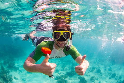 Swim With Whale Sharks- The Largest Fish In The World! - Accommodation ACT 23