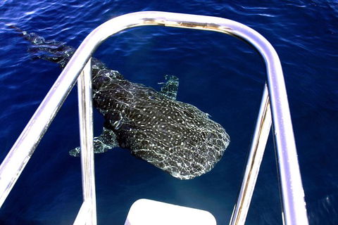 Swim With Whale Sharks- The Largest Fish In The World! - Accommodation ACT 16