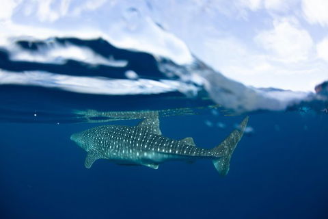 Swim With Whale Sharks- The Largest Fish In The World! - Accommodation ACT 17