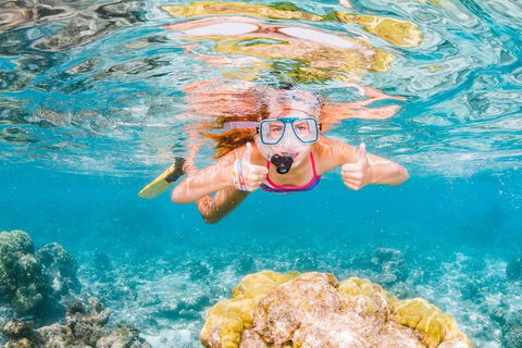 Swim With Whale Sharks- The Largest Fish In The World! - Accommodation ACT 38