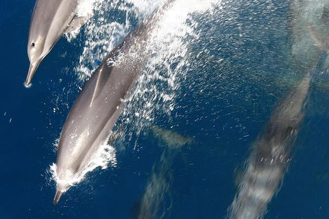 Swim With Whale Sharks- The Largest Fish In The World! - Accommodation ACT 13