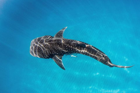 Swim With Whale Sharks- The Largest Fish In The World! - Accommodation ACT 30