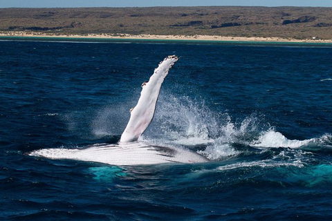 Swim With Whale Sharks- The Largest Fish In The World! - Accommodation ACT 5