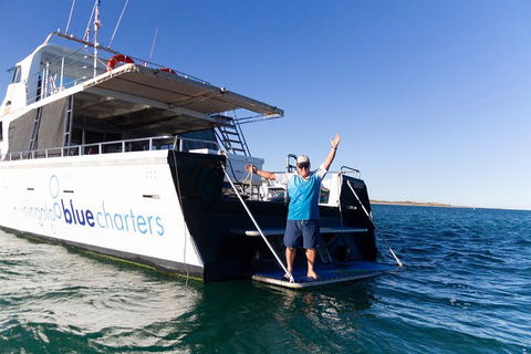 Swim With Whale Sharks- The Largest Fish In The World! - Accommodation ACT 41