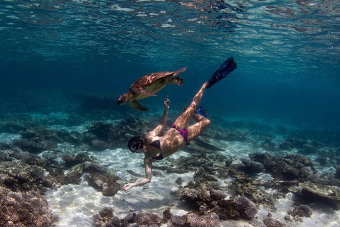 Swim With Whale Sharks- The Largest Fish In The World! - Accommodation ACT 11